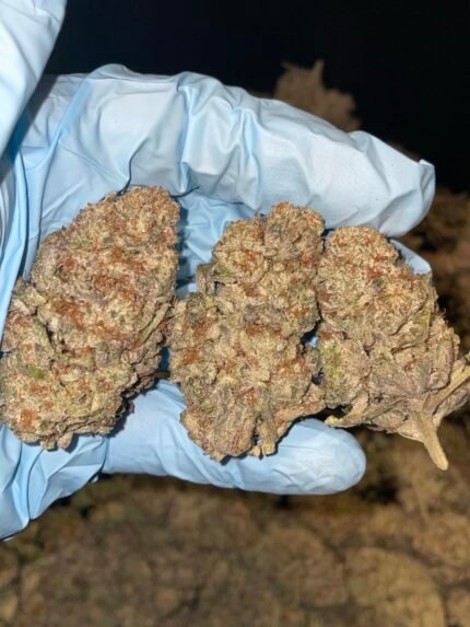 purple dawg