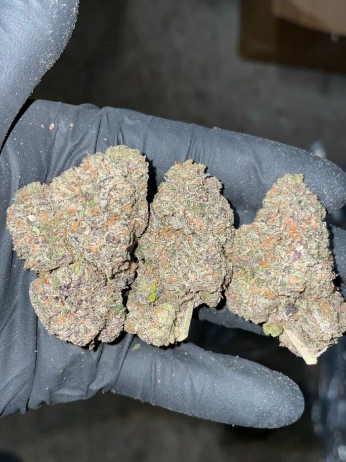 midnight runts